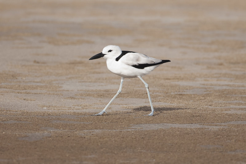 Crab Plover - Gujurat - India 6648b.jpg