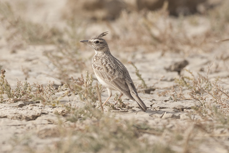 Crested Lark  - Gujurat - India 6153b.jpg