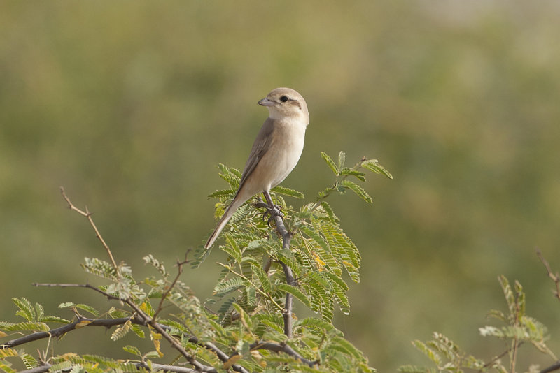 Isabelline Shrike  - Gujurat - India 6142b.jpg