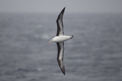 Black-browed Albatross - International waters off Albany 9887.jpg