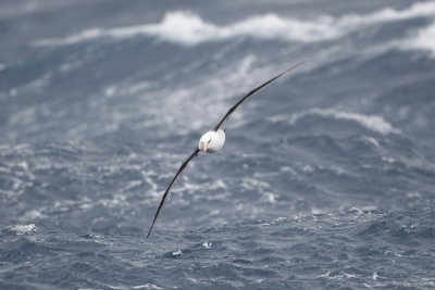 Black-browed Albatross - International waters off SW Australia0011.jpg
