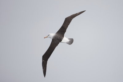 Black-browed Albatross - International waters off SW Australia9939.jpg