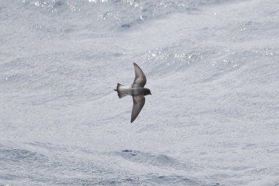 Grey-backed Storm Petrel - International waters off Albany 9630.jpg