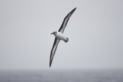 Grey-headed Albatross - International waters off Albany 9892.jpg