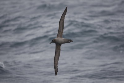 Light-mantled Albatross - International waters off Albany 9899.jpg