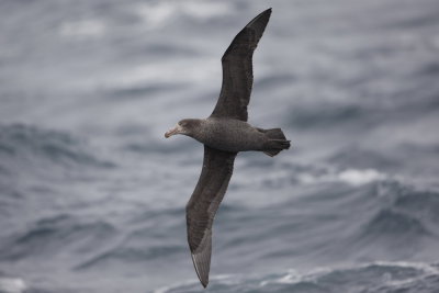 Northern Giant Petrel - International waters off Albany 9562.jpg