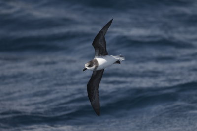 Soft-plumaged Petrel - International waters off Albany 9677.jpg