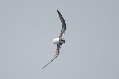 Soft-plumaged Petrel - Near Amsterdam Island 6974.jpg