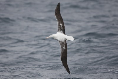 Southern Royal Albatross - International waters off Albany 9912.jpg