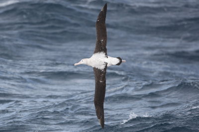 Wandering Albatross - Heard Island 9442.jpg