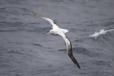 Wandering Albatross - International waters off Albany 9560.jpg