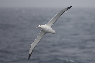 Wandering Albatross - International waters off Albany 9852.jpg
