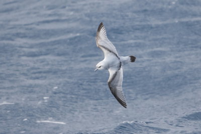 xFulmar Prion - Heard Island 9274.jpg