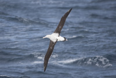 xGibson's Albatross - Heard Island 9440.jpg