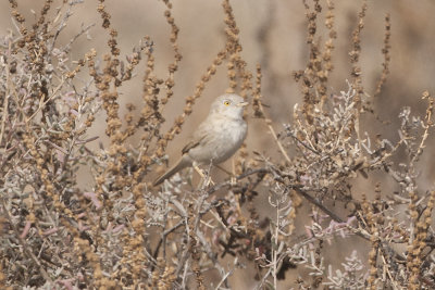Desert Warbler  - Gujurat - India 6189b.jpg