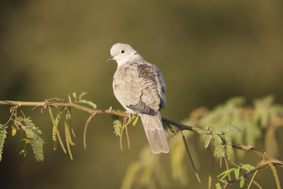 Eurasian Collared Dove - Gujurat - India 7104b.jpg