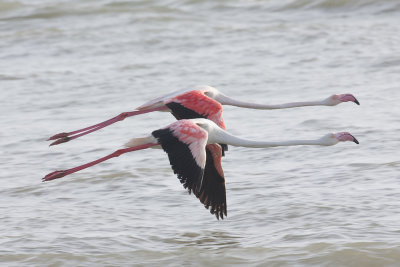 Greater Flamingo - Gujurat - India 6669b.jpg
