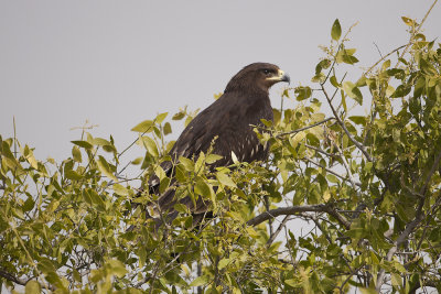 Greater Spotted Eagle  - Gujurat - India 6177.jpg