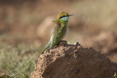 Green Bee-eater - Gujurat India 6465b.jpg