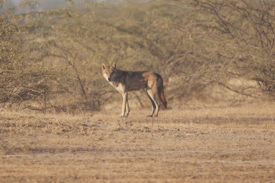 Indian Wolf - Gujurat - India 6992.jpg