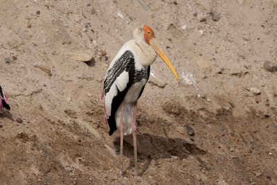 Painted Stork - Gujurat - India 6542b.jpg