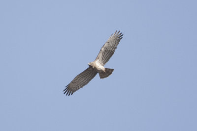 Short-toed Snake Eagle  - Gujurat - India 6313b.jpg