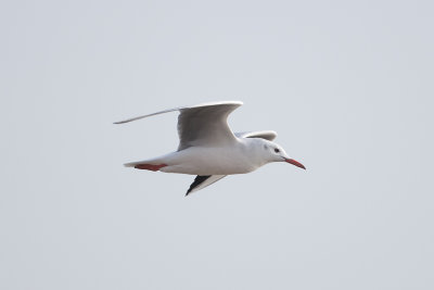 Slender-billed Gull - Gujurat - India 6694b.jpg