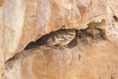 Spotted Owlet - Gujurat - India 6867b.jpg
