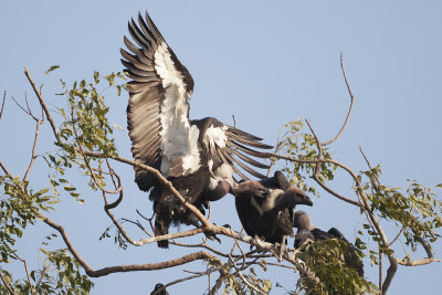 White-rumped Vulture - Gujurat - India 7061b.jpg