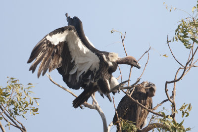 White-rumped Vulture - Gujurat - India 7063b.jpg