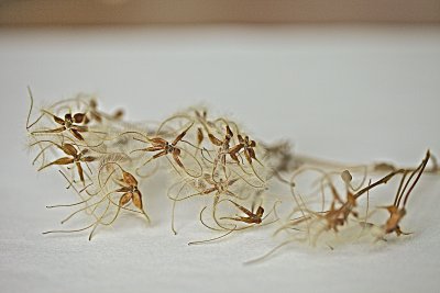 IMG_3447.jpg