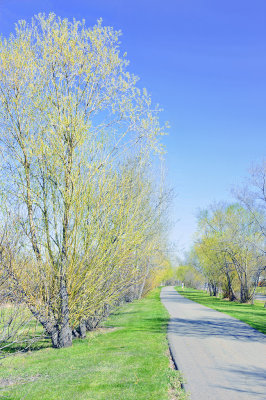 Delicate Hues of Spring