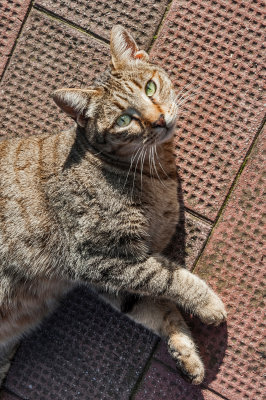 Italian Tabby