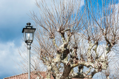 Lamp and Branches
