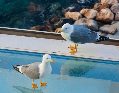 Gulls in Sorrento