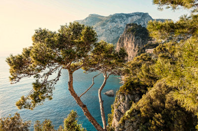 Trees by the Sea