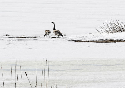 Geese by the Frozen Lake