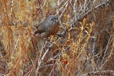 Wrentit