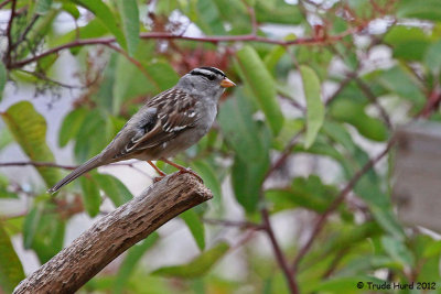 White-crowned Sparrow, adult, at feeder