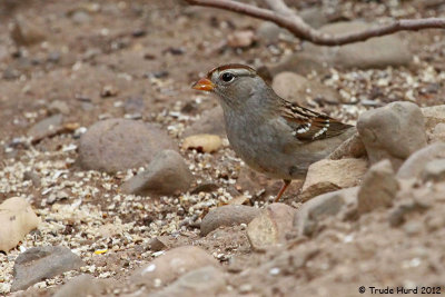 White-crowned Sparrow, first winter, at feeder