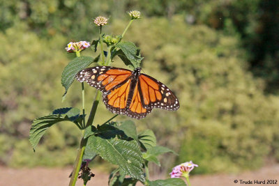 Enjoy the Monarchs in the Butterfly Garden
