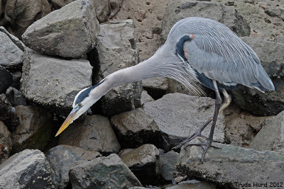 It hunted next to the water