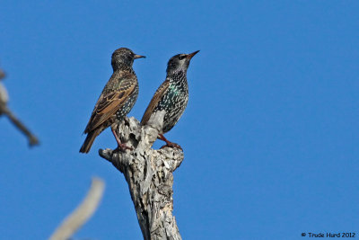 Two colorful European Starlings