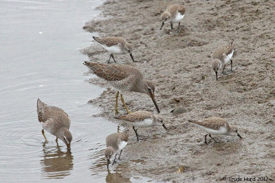 Many shorebirds feeding on mudflat