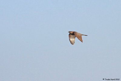 I looked for Peregrine and found Cooper's Hawk instead!
