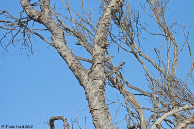 Can you find Cooper's Hawk in tree?