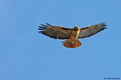 Red-tailed Hawk keeered as I found a sit spot to observe birds