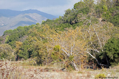 I selected a spot between oak and sycamore with a view of the streambed