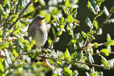 I heard Yellow-rumped Warbler chip notes