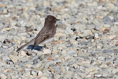 I was at this zone's perimeter since I observed birds in the open and feeding (Black Phoebe)
